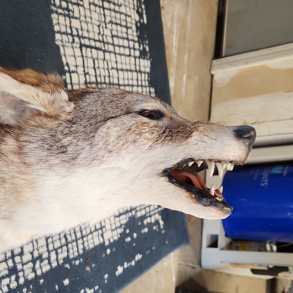 Coyote Head Mount